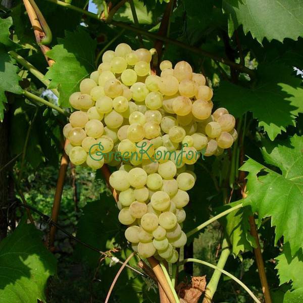Виноград солярис: описание сорта и характеристики плодов и куста с фото