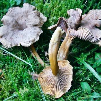 Лисички - описание, свойства, особенности, фото съедобного гриба
