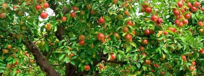 Почему яблоня перестала плодоносить и что делать ?
