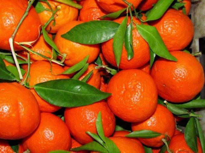 Красный апельсин: как называется, польза, отзывы