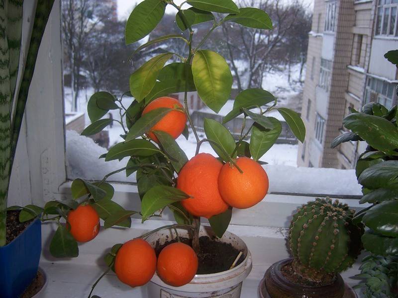 Как вырастить апельсиновое дерево в домашних условиях - pahistahis.ru