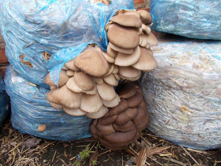 Мицелий на палочках: как вырастить грибы
