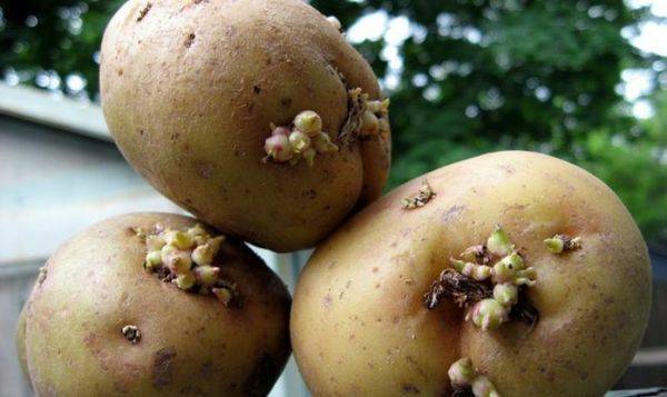 Уход за картофелем после всходов: как получить хороший урожай, полезные советы