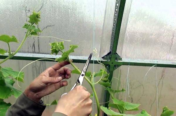 Выращивание огурцов в теплице - формирование куста, правила обрезки
