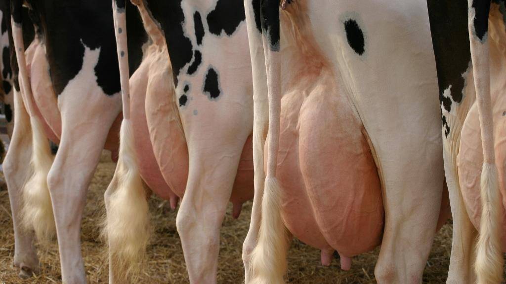 Методы лечения опухшего вымени коровы