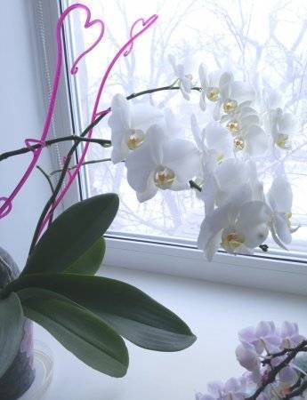Подробно расскажем про полив и уход за орхидеей в домашних условиях