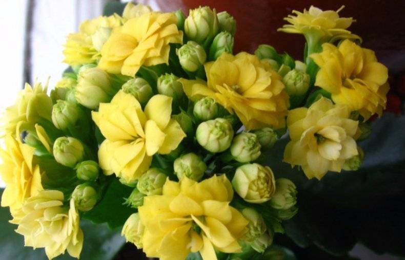 Когда цветет каланхоэ — как часто в домашних условиях
