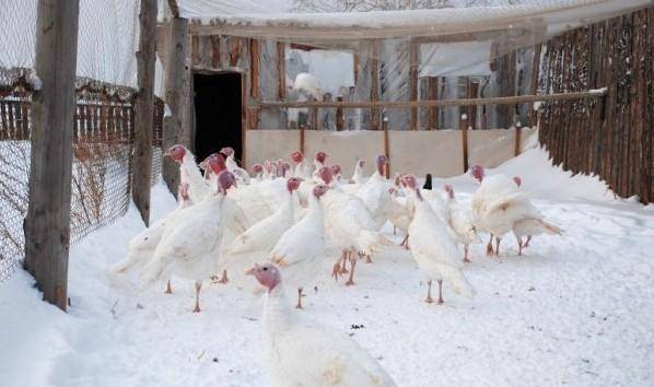 ✅ содержание индюков зимой: особенности, оптимальные условия для содержания птиц в домашних условиях, видео - tehnoyug.com