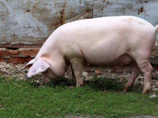 Мясные породы свиней в россии: характеристика, фото и цены