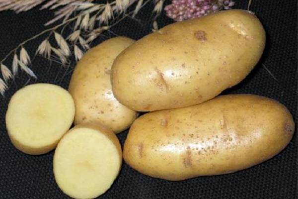 Описание картофеля ассоль