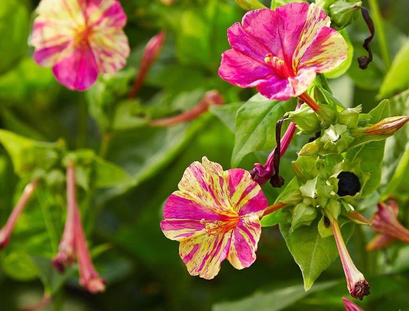 Все о мирабилисе: выращивание цветка из семян, посадка и уход в открытом грунте