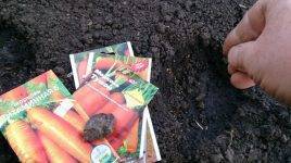 Посадка моркови осенью под зиму: выбор сорта и подготовка грядок, видео и фото