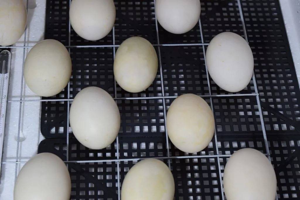 Все о режиме инкубации яиц мускусных уток: таблица, температура, правила