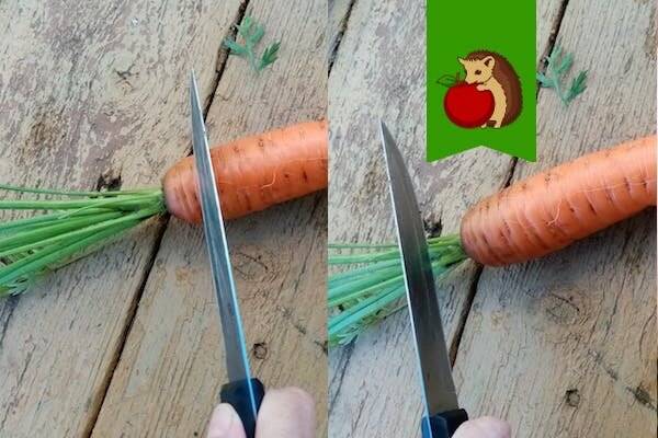 Можно ли подстригать ботву у моркови?: группа практикум садовода и огородника