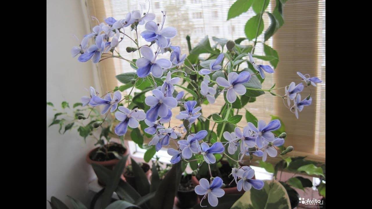Что за растение клеродендрум томпсона? все нюанса ухода за цветком в домашних условиях