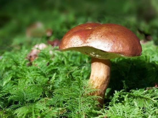 Грибы волгоградской области 2021: когда и где собирать, сезоны и грибные места