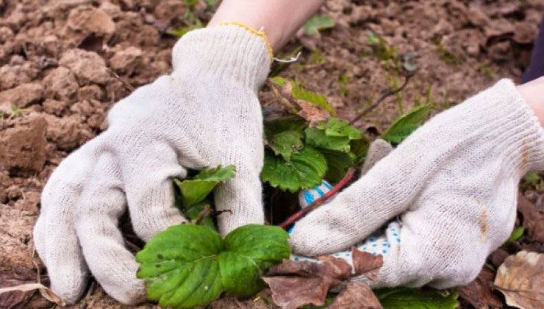 Уход за клубникой весной: советы бывалых садоводов