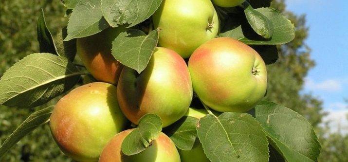 Яблоня колонновидная медок: описание сорта, фото, отзывы