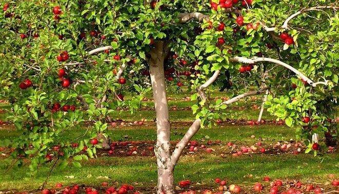 Подкормка яблони: что, когда и как вносить, обзор удобрений и сроки