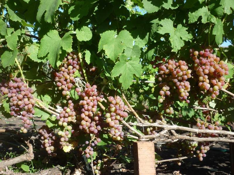 Сорт винограда русский ранний: что нужно знать о нем, описание сорта, отзывы