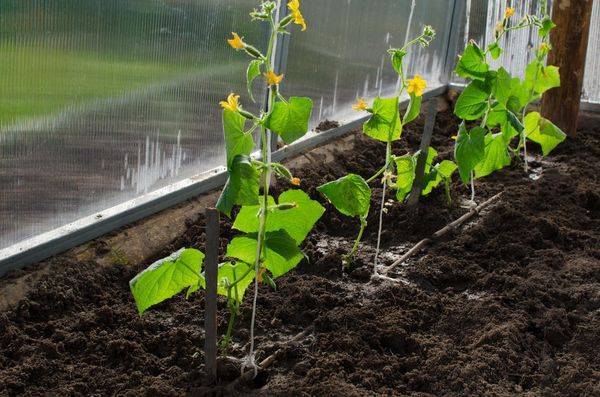 «огурцы будут расти как на дрожжах»: сибирская дачница раскрыла свой секрет | сельское хозяйство | аиф новосибирск