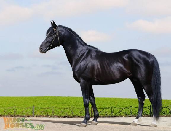 Особенности тракененской спортивной породы лошадей: экстерьер, история, характеристика