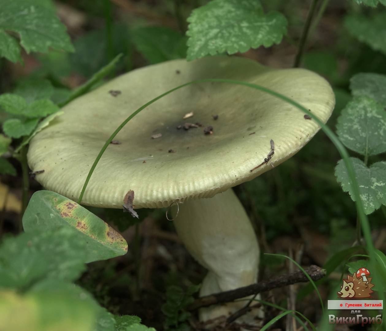 Опасный двойник белого гриба: названия и фото