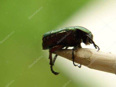 Препарат жукоед от колорадского жука: инструкция по применению, отзывы