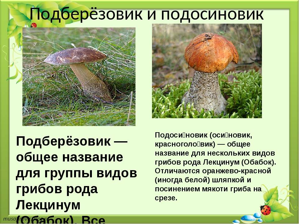 25 самых необычных грибов