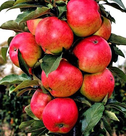 Популярные сорта колоновидных яблонь