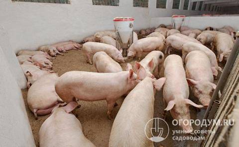 Кормление свиней: способы разведения и уход. описание кормления, плюсы и минусы содержания (115 фото)