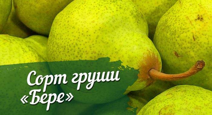 Сорта груш для средней полосы россии (летние, осенние, зимние) с фото и описанием