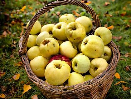 Выращивание яблонь в суровом климате: какие сорта выбрать? популярные сорта яблонь для урала и сибири (фото)