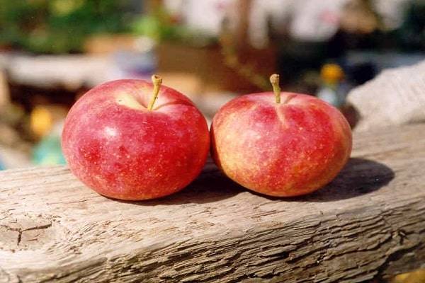 Яблоня "сладкая нега": описание сорта, фото, отзывы