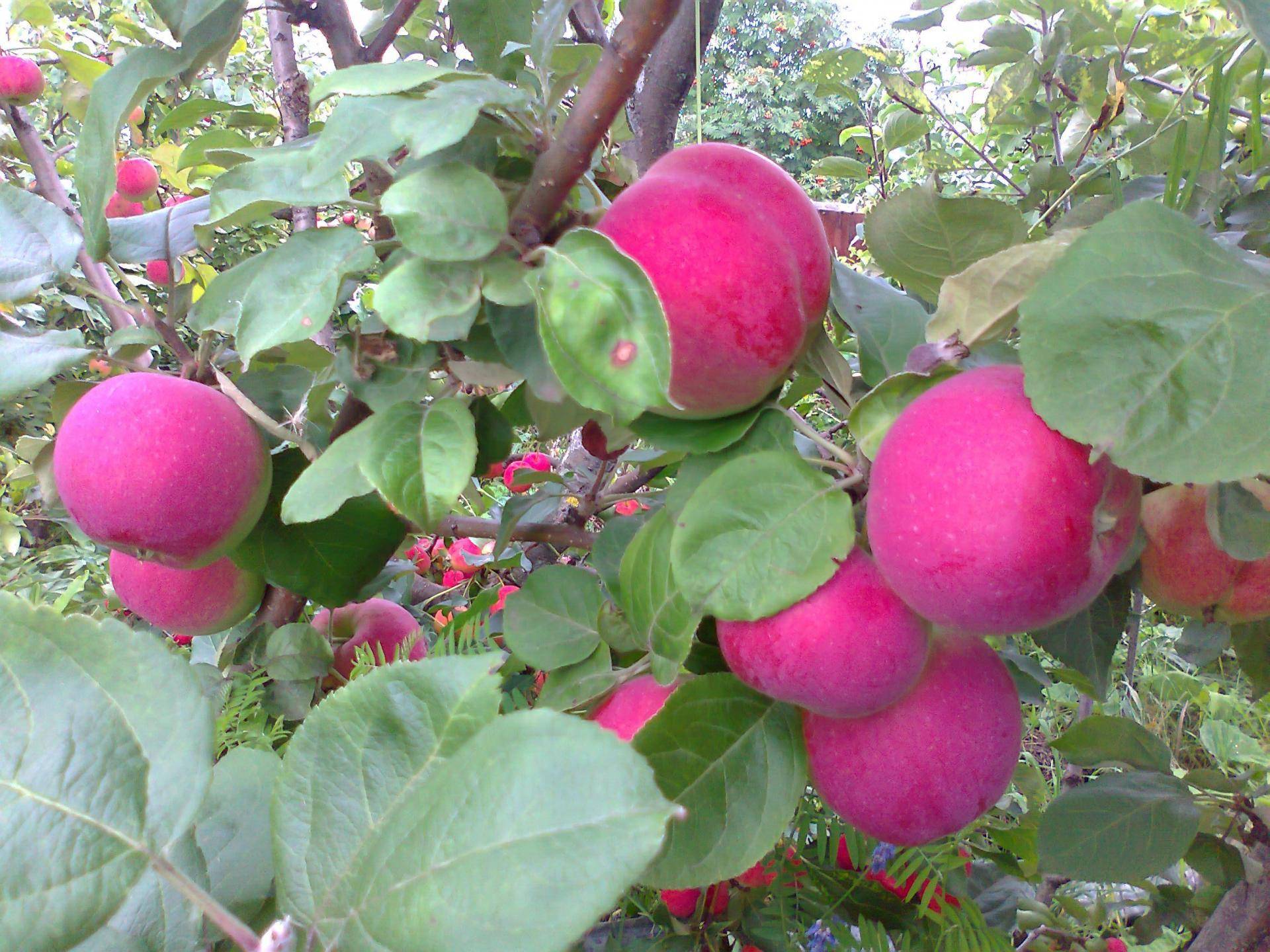 Московское зимнее яблоня: описание с советами по выращиванию