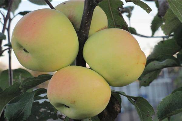 Описание сорта яблони московское зимнее: фото яблок, важные характеристики, урожайность с дерева