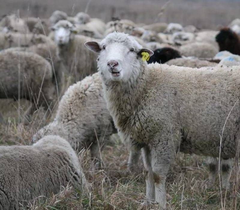 Цигайская овца: описание и особенности породы - fermerblog1