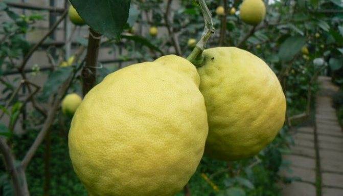 Сорта лимона (25 фото): уход за цитрусом в домашних условиях, сорта павловкий и новогрузинский, ташкентский и китайский, отзывы