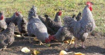 Царскосельская порода кур: описание, отзывы, фото