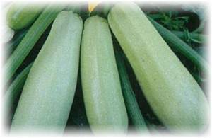 Описание сорта кабачка искандер f1, особенности выращивания и урожайность