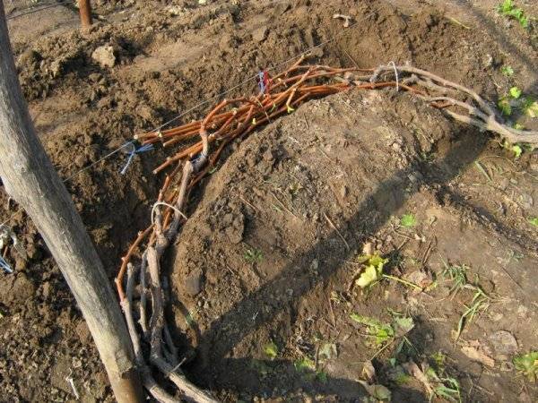 Как укрыть виноград на зиму, в том числе в средней полосе, сибири, подмосковье и других регионах