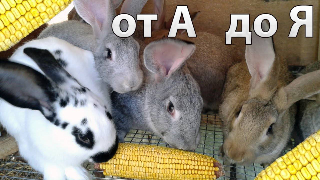 Сколько раз в день нужно кормить кроликов