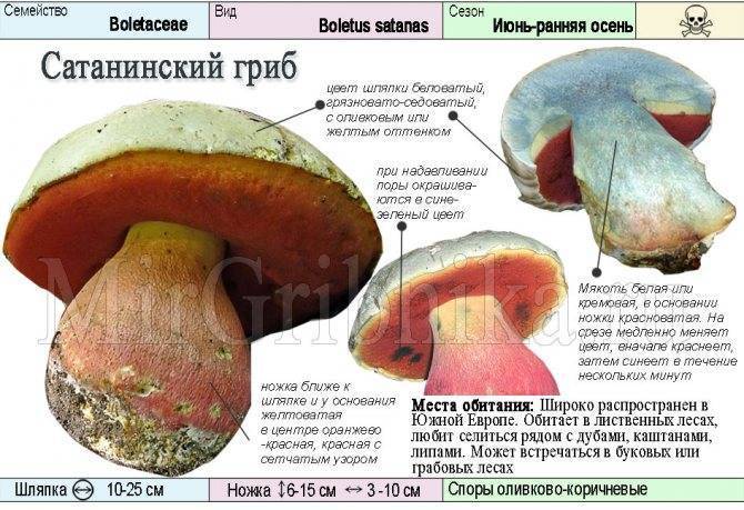 Сатанинский гриб — википедия