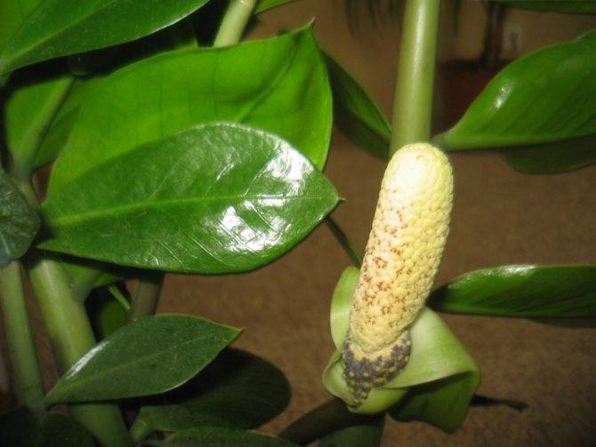 Замиокулькас (цветок безбрачия): фото, суеверия и приметы в доме