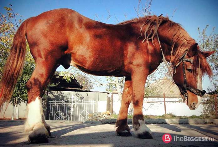 Самая тяжелая лошадь: порода, габариты, параметры, фото и видео
