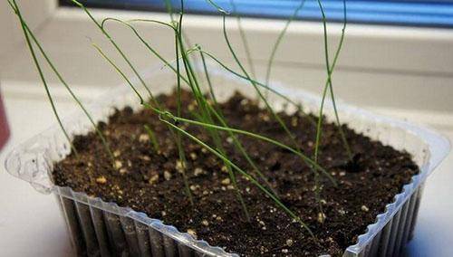 Особенности выращивания лука порея в открытом грунте из семян и рассады: фото, видео инструкция