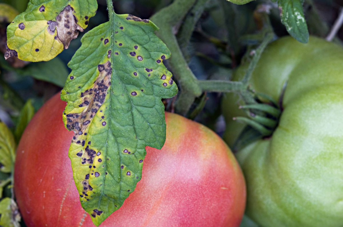 Чем опрыскивать помидоры и когда это делать лучше всего - лечение и профилактика заболеваний томатов (105 фото и видео)