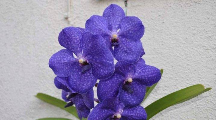 Орхидея ванда: описание, выращивание и уход в домашних условиях