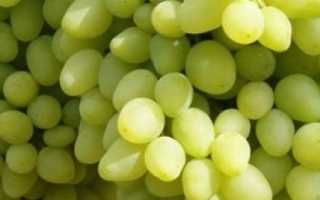 Подробное описание ухода за сортом винограда "долгожданный", отзывы о нем от реальных виноградарей