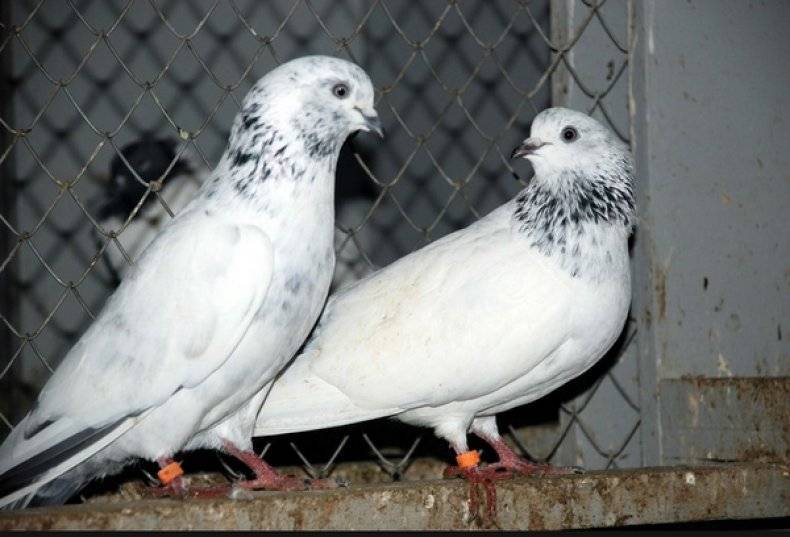 Бойные голуби: виды боя у пакистанцев, двухчубых и других видов